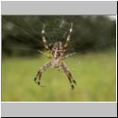 Araneus diadematus - Gartenkreuzspinne 14.jpg